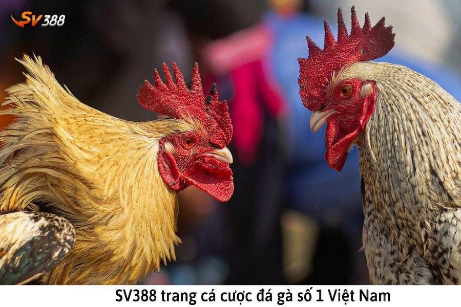 Tổng gà SV388 là gì?