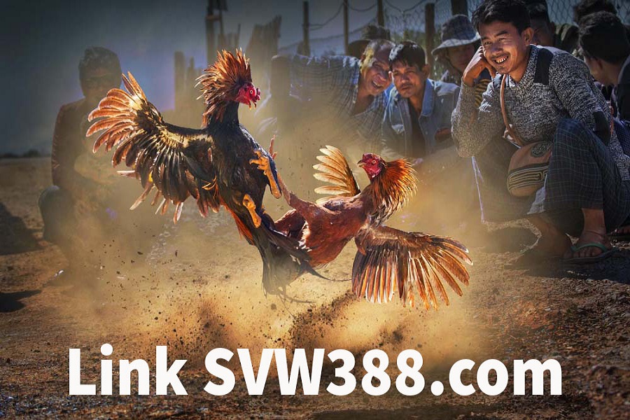 Cập nhật link SVW388 vào đá gà SV388