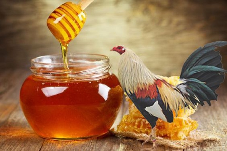 Những lưu ý cần biết khi cho gà chọi uống mật ong