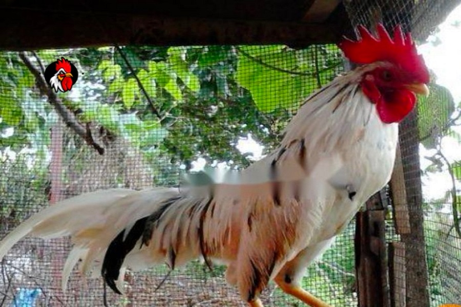 Cách chăm sóc giống gà mặt cười Indonesia hiệu quả