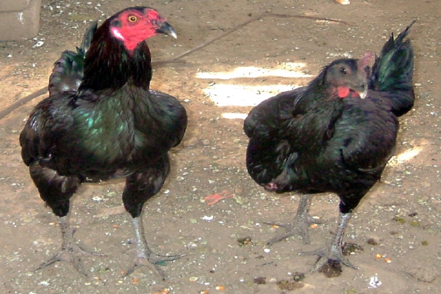 Điểm danh các giống gà chọi Peru phổ biến