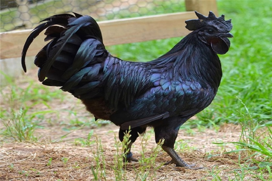 Gà mặt quỷ Indo là gì? 6 điều cần biết về gà mặt quỷ Indo