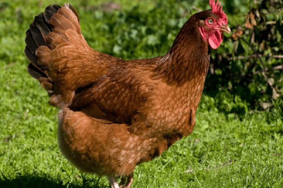 Khám phá thông tin chung về dòng gà Red Rhode Island